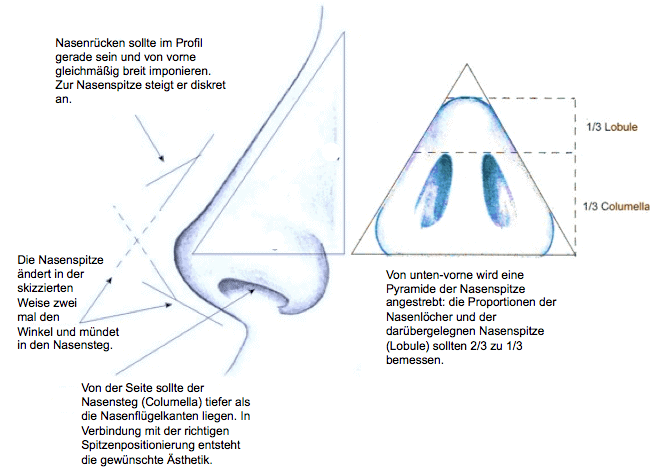 Nasenscheidewand und Nasenkorrektur - Anatomische Darstellung